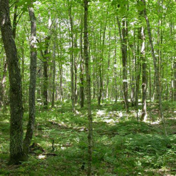 forest