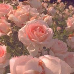 Rose Blushes