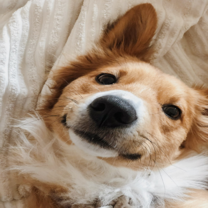 ~ Aesthetic dog ~ Roblox decal
