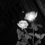 $DRAINED