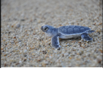 Turtle Group :}