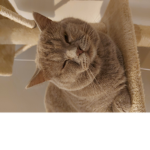 Canada cat