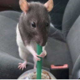 🐀