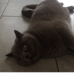 Melanie’s cat