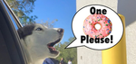 Doggy an d donuts