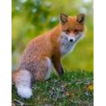 We are foxes