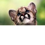 Cats And Puppies Are Cute