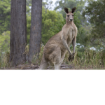 kangroos