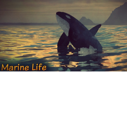 Orca watch/show
