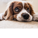 The doggies fan group