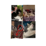 Lord able worshippers