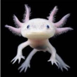 Axolotl group:D