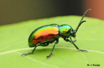 Beetlefly Supremacy
