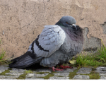 AESTHETC PIGEONS