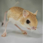 Jerboa Community