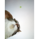 The epik cats