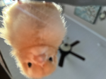 THE FAT CHiCKENS For the obese chickens
