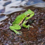 <The Frogs Group>