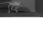 jerboas