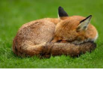 Foxies Hotel