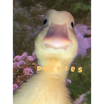 duckies :)))