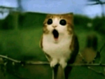 Chip obby