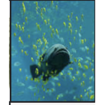 SaveTheFishes