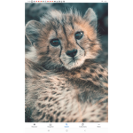 Jaguar and cheetah club