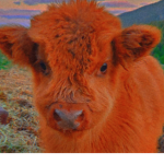 I like llama cows