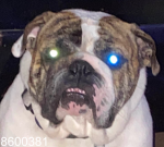 EMMY BARK BARK