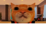 Cat club for cats