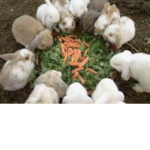 Softyy bunnies