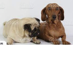 Team dog groop