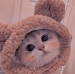 Les amoureux des chat