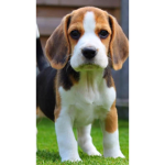 Beagle HQ