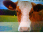 Moo squad :3