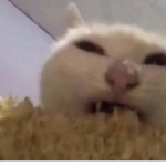 Cats Are gucci