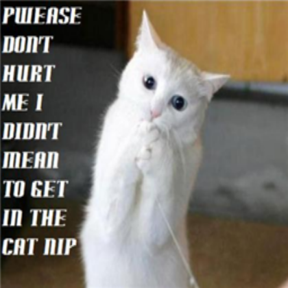 funny-cats-a12 Roblox decal