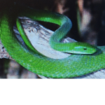 Snakes World