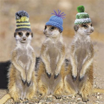 People Who Like Meerkat's!!!!