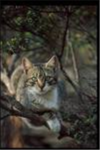 Warriors of WindClan