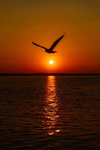 happysunsets