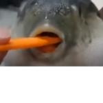 jug jug