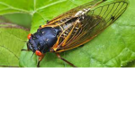 Cicada Haters