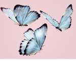 the best butterfly group