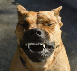 Doge obby