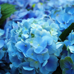 '~Lilacs~'