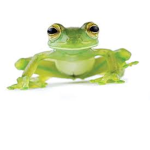 epic froggies