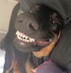 kewti