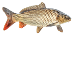 a pound fish